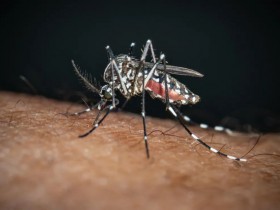 这种病毒正在蔓延!以色列已有62人死亡,美国、西班牙等多国有人感染,尚无特效药和疫苗