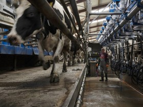 中国针对欧盟乳制品开启反补贴调查,欧洲奶农喊话欧盟赔偿损失