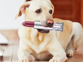 双语:铲屎官们请让你们主子远离化妆品