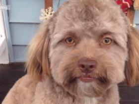 双语:一只狗狗意外刷爆外网 只因有一张人脸?