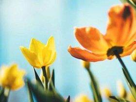 双语:给你介绍15个春韵十足的英语单词