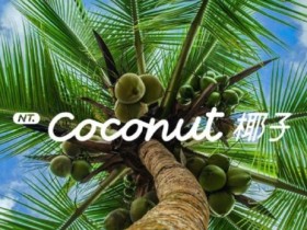 NT.Coconut 椰子 乐道汽车智能系统正式发布